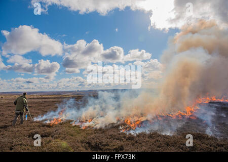 La semina Heather Burning sulla brughiera, intrapresa in gioco aree di ripresa. Foto Stock