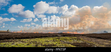 Heather Burning sulla brughiera, intrapresa in gioco aree di ripresa. Foto Stock