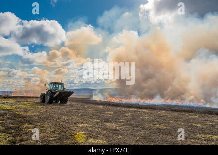 Heather Burning sulla brughiera, intrapresa in gioco aree di ripresa. Foto Stock