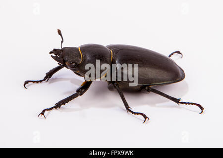 Femmina Stag Beetle isolato su bianco. Primo piano della comune coleottero Cervo femmina (lucanus cervus) siede su uno sfondo bianco Foto Stock