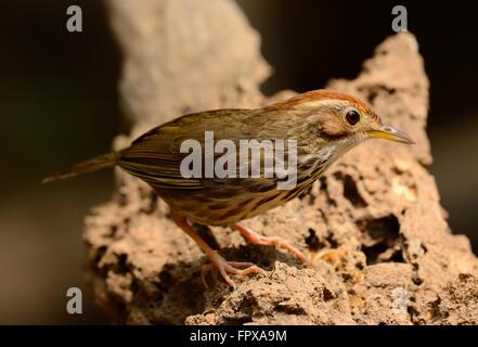 Bella Pasta-throated Babbler (Pellorneum ruficef) nella foresta thailandese Foto Stock