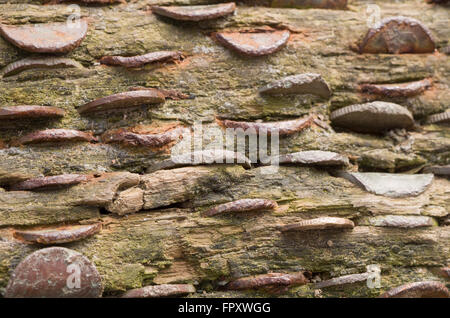Di vecchie monete pressato in un albero caduto trunk. Chiamato un money tree. Foto Stock