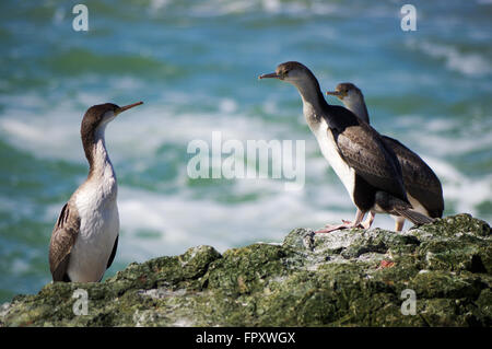 Trio di capretti spotted shags seduti sulle rocce di mare in Howells punto riserva ricreative - Riverton, Nuova Zelanda Foto Stock