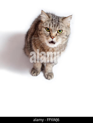 Funny Crazy Cat con bocca aperta. Foto Stock