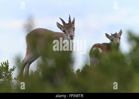 Iberian Wild (Capra pyrenaica pyrenaica) su habitat. Els porte del Parco Naturale. La Catalogna. Spagna. Foto Stock