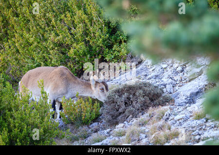 Iberian Wild (Capra pyrenaica pyrenaica) su habitat. Els porte del Parco Naturale. La Catalogna. Spagna. Foto Stock