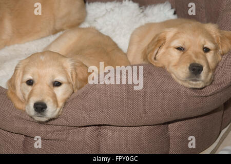 Golden Retriever cuccioli in appoggio sulla coperta di vello sul cesto morbido Foto Stock