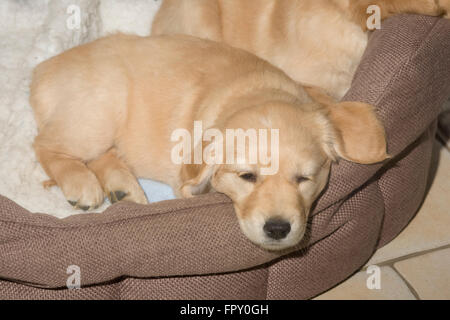 Golden Retriever cucciolo in appoggio sulla coperta di vello sul cesto morbido Foto Stock