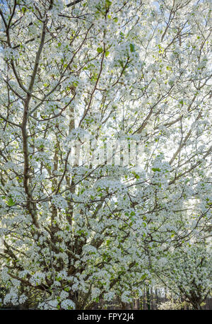 Fiori bianchi di Bradford peri annunciare l'arrivo della primavera in Atlanta, Georgia. Stati Uniti d'America. Foto Stock