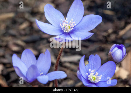 Kidneywort, liverwort fiori di primavera blu Hepatica nobilis fiori di marcia Foto Stock