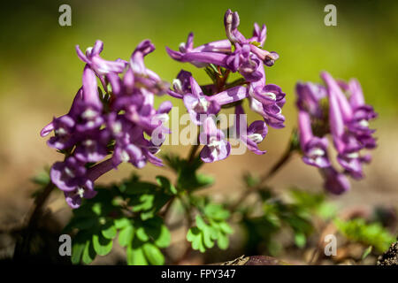 Fumewort Corydalis solida Foto Stock