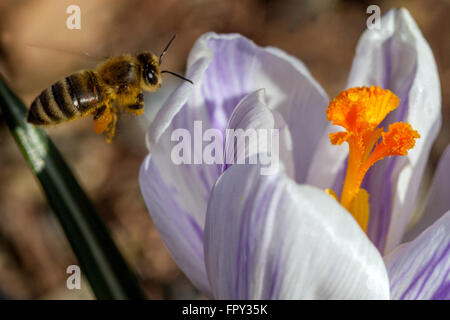 Croco in fiore e api del miele in volo per fiorire l'impollinatore primaverile stagione di marzo Foto Stock