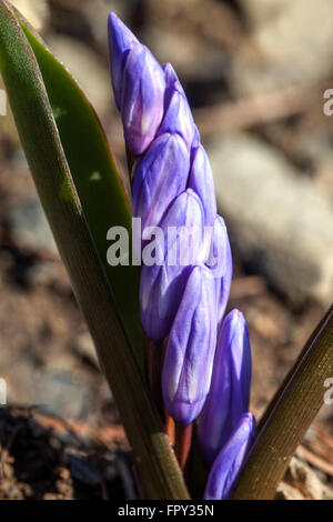 Scilla forbesei SYN. Chionodoxa forbesei fiore ritratto Foto Stock