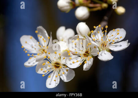 Prunus prugne fiorisce su un ramo in primavera Bianco fiori Foto Stock