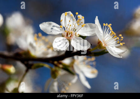 Prunus prunus fiorisce Prunus domestica su un ramo in anticipo molla Foto Stock