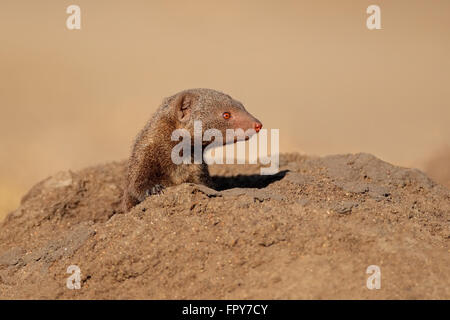 Ritratto di una nana mongoose (Helogale parvula), Sud Africa Foto Stock