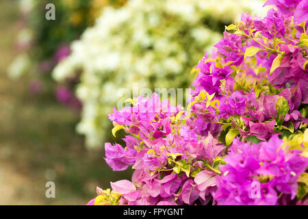 Rosa fiori di Bouganville a mezzogiorno Foto Stock