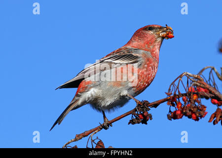 Grosbeak di pino, enucleatore di Pinicola che mangia frutti di bosco di Rowan Foto Stock