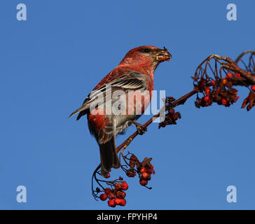 Grosbeak di pino, enucleatore di Pinicola che mangia frutti di bosco di Rowan Foto Stock