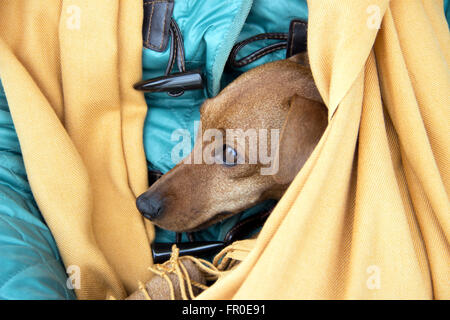 A Belgrado, in Serbia - Pinscher in miniatura (Min Pin) seduto nel suo proprietario del giro Foto Stock