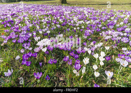 La molla, crochi fiore nel parco del Sele Hexham, Northumberland, England, Regno Unito Foto Stock