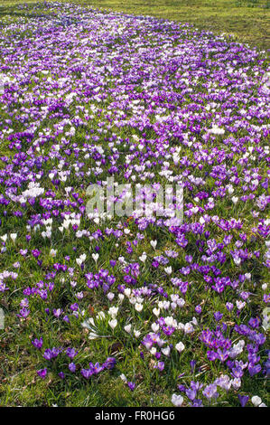 La molla, crochi fiore nel parco del Sele Hexham, Northumberland, England, Regno Unito Foto Stock