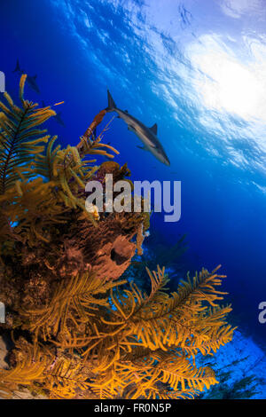 Caribbean reef shark Foto Stock