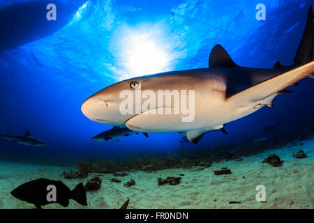 Caribbean reef shark Foto Stock