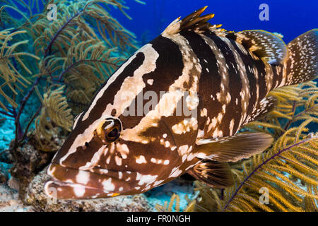 Il raggruppatore close up e reef shark su sfondo, scuba diving Foto Stock