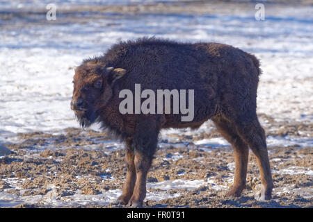 Bambini i bisonti americani (Bison bison) in inverno. Foto Stock