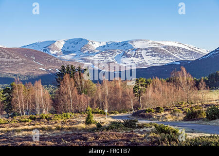 Mighty scozzese Braeriach di montagna nel Parco Nazionale di Cairngorms su una soleggiata giornata di marzo con la betulla e alberi di pino nella parte anteriore Foto Stock