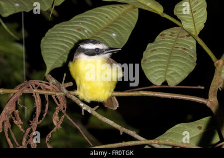 Grande Kiskadee (Pitangus sulfuratus) dormire, rara avis, Costa Rica Foto Stock