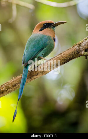 Ampia fatturati Motmot (Electron platyrhynchum), rara avis, Costa Rica Foto Stock