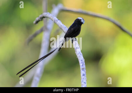 Long-tailed tiranno (Colonia Colonus) Horquetas vicino al Fiume Sarapiqui, Costa Rica Foto Stock