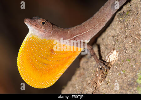 Golfo-dulce Anole (Norops polylepis) mostra di giogaia, Parco Nazionale di Corcovado, Costa Rica Foto Stock