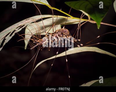 Lunghe zampe (centipede Scutigera sp.) Bako National Park, Borneo Foto Stock