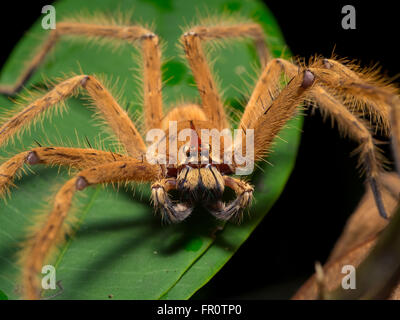 Huntsman (Sparassidae sp.) Gunung Mulu, Borneo Foto Stock