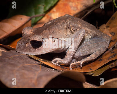 Cucciolata di pianura (Rana Leptobrachium abbotti) Tawau Hills Park, Borneo Malaysia Foto Stock