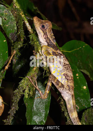 Grande Anglehead Lizard (Gonocephalus grandis), Tawau Hills Park, Borneo Foto Stock