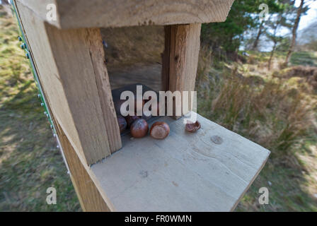 Lo scoiattolo stazione di alimentazione in una foresta nel Lake District inglese Foto Stock