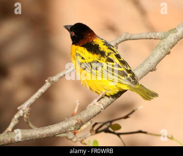 Maschio villaggio africano Weaver bird (Ploceus cucullatus) in posa su di un ramo. A.k.a. Tessitore a testa nera o Spotted-backed weaver Foto Stock