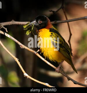 Maschio villaggio africano Weaver bird (Ploceus cucullatus) in close-up. A.k.a. Tessitore a testa nera o Spotted-backed weaver Foto Stock