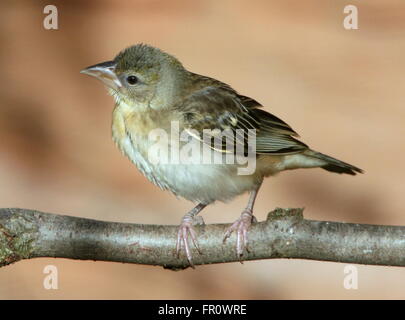 I capretti villaggio africano Weaver bird (Ploceus cucullatus) in close-up. A.k.a. Tessitore a testa nera o Spotted-backed weaver Foto Stock