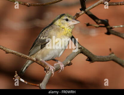 I capretti villaggio africano Weaver bird (Ploceus cucullatus) in close-up. A.k.a. Tessitore a testa nera o Spotted-backed weaver Foto Stock