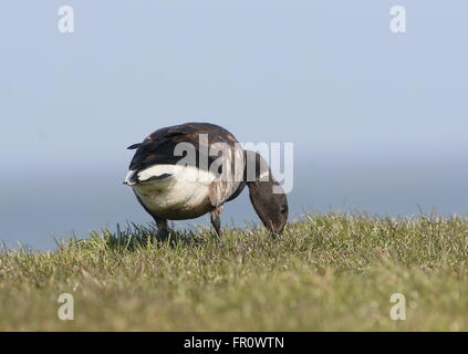 Dark-panciuto Brant Goose (Branta bernicla) close-up mentre rovistando su un mare di Wadden dike, Nord dei Paesi Bassi Foto Stock