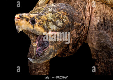 Snapping alligatore tartaruga (Macrochelys temminckii) Foto Stock