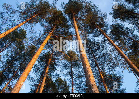 Alti pini. Foto Stock