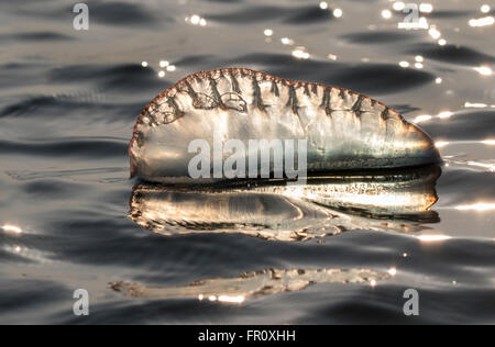 Atlantico uomo portoghese o' guerra (Physalia physalis) galleggianti nell'oceano al tramonto, Galveston, Texas, Stati Uniti d'America Foto Stock