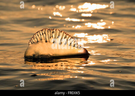 Atlantico uomo portoghese o' guerra (Physalia physalis) galleggianti nell'oceano al tramonto, Galveston, Texas, Stati Uniti d'America Foto Stock