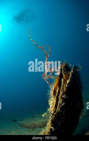 Conchiglia gigante immerso nella sabbia sotto il mare Foto Stock